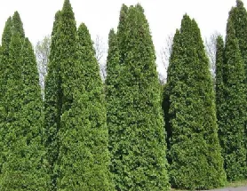 arborvite