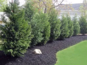 trees