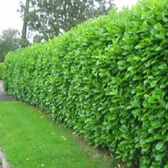 hedge
