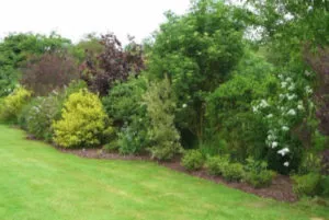finished yard