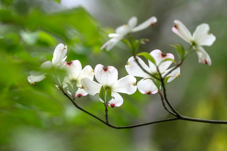 dogwood tree